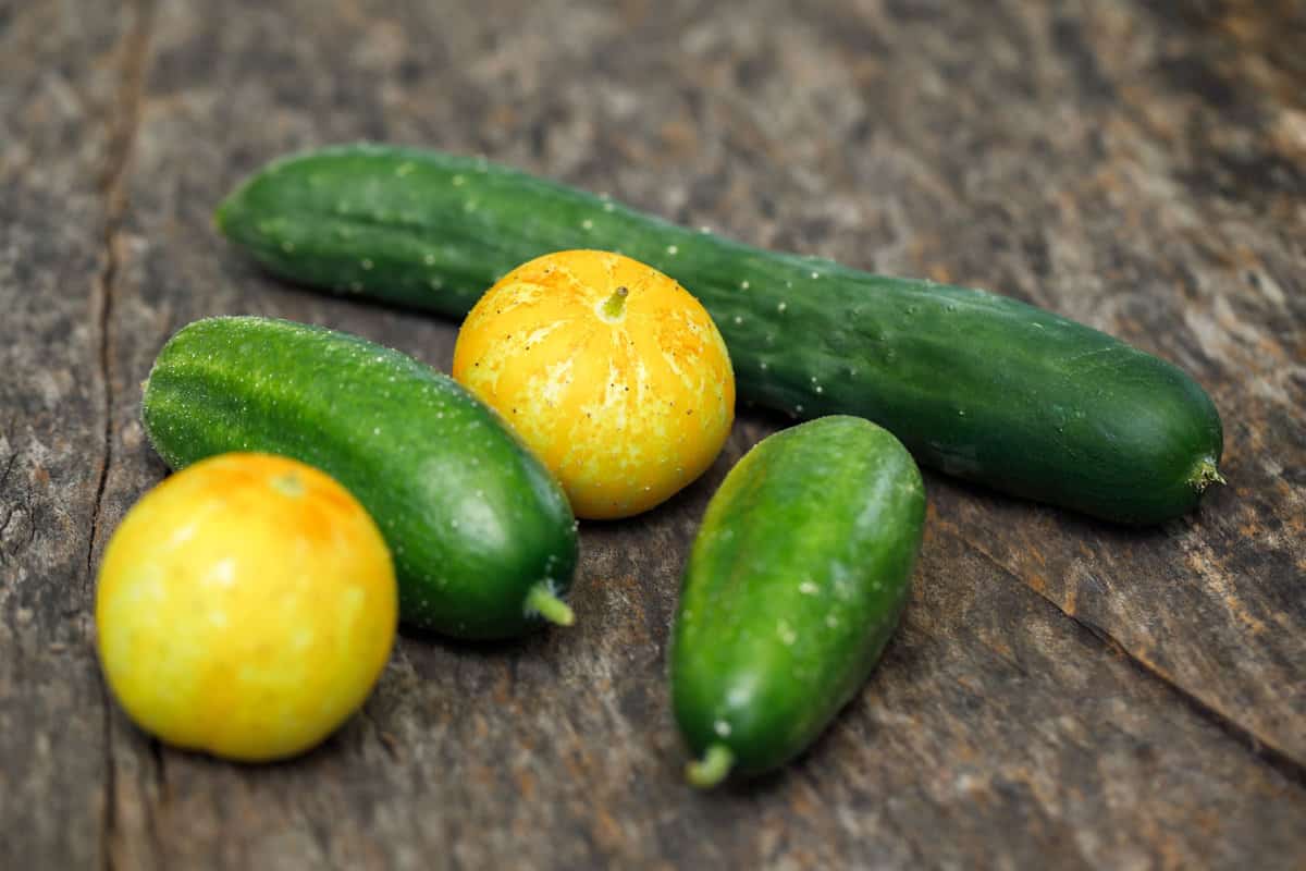 Variety of homegrown cucumbers harvested from an organic kitchen garden, including muncher, lemon and a slicing cucumber