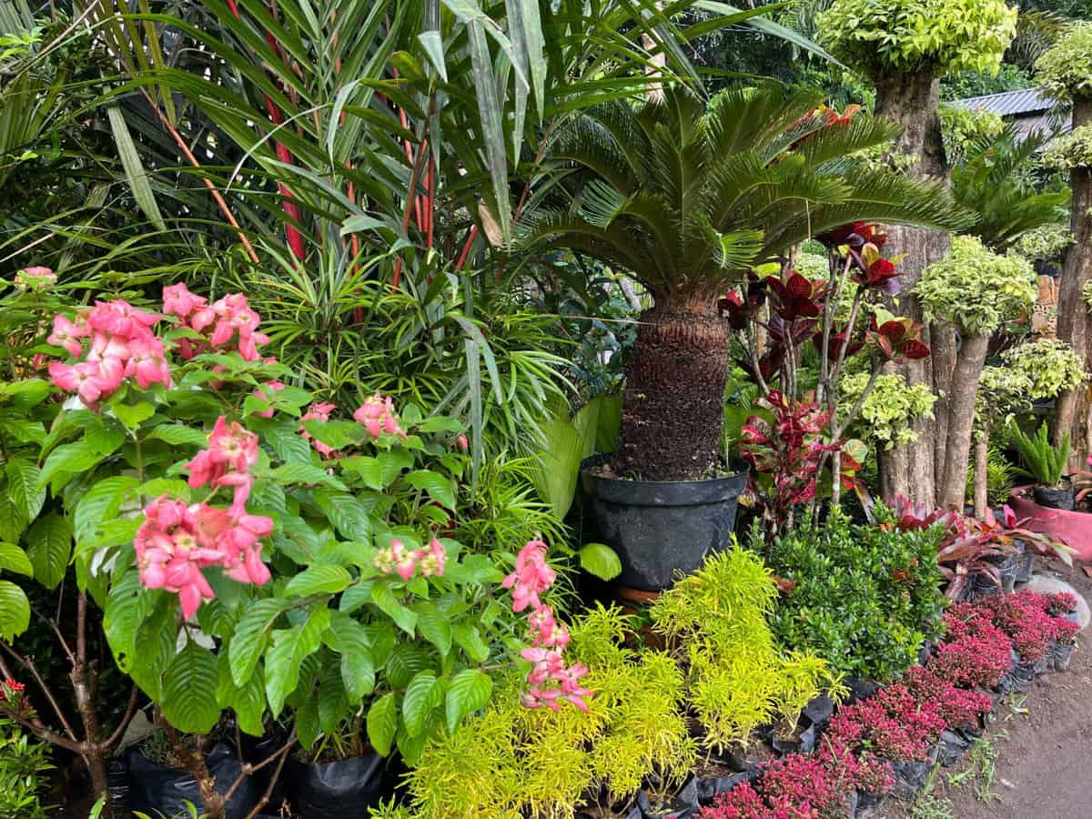 Various kinds of tropical plant and flower