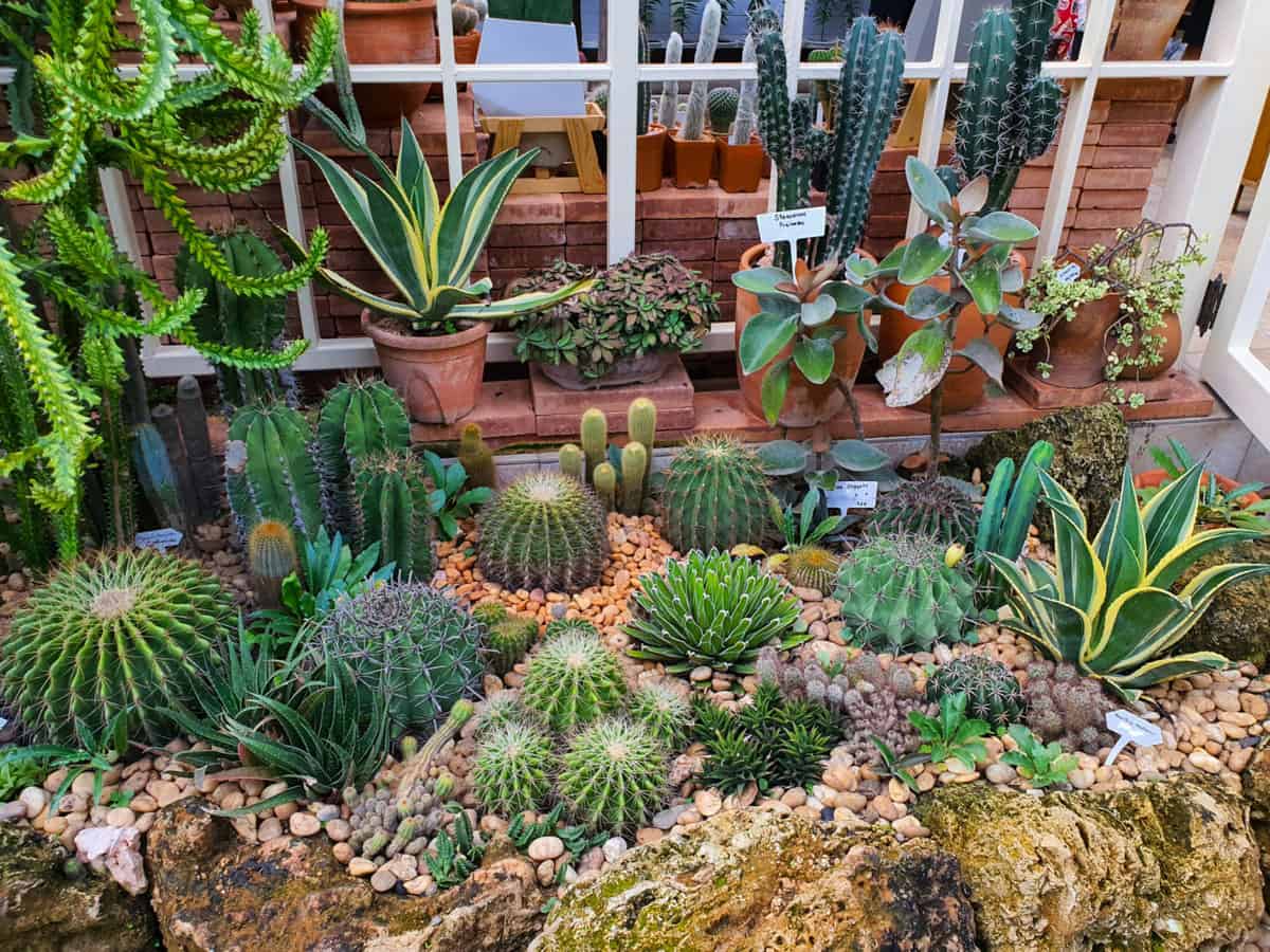 Various types of Cactus