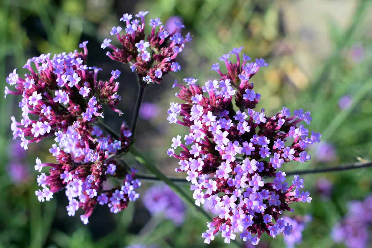 Gorgeous verbena flowers photographed at the garden