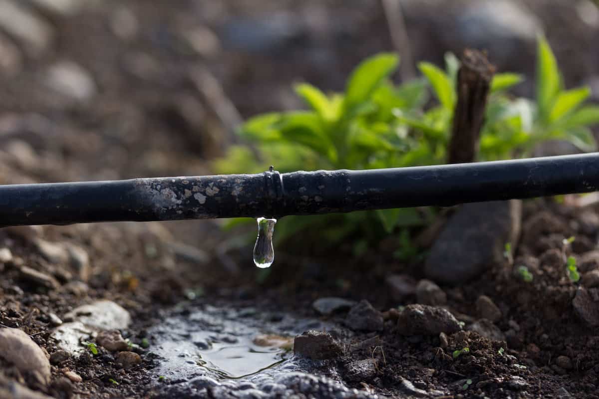 Drip irrigation in the garden