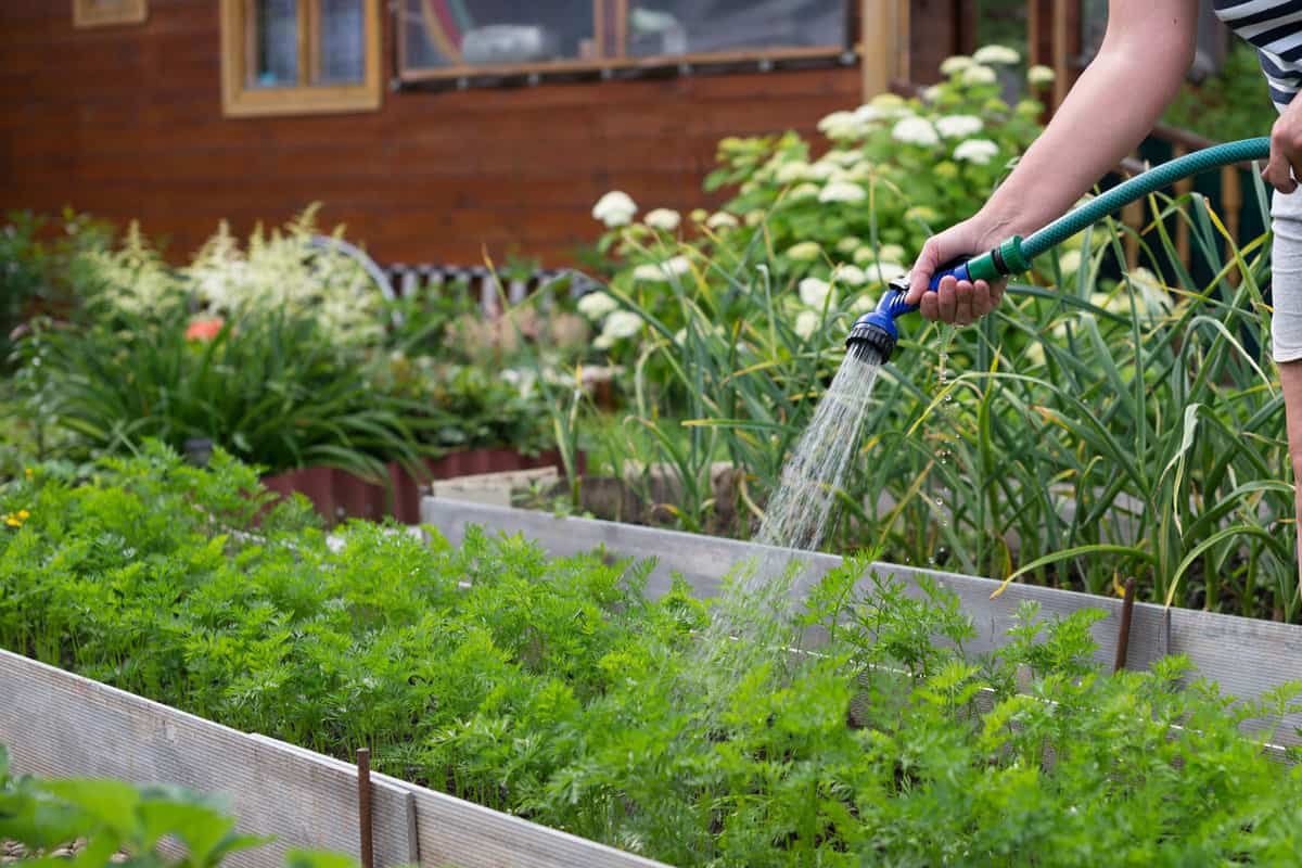 Watering vegetables inside their box planters
