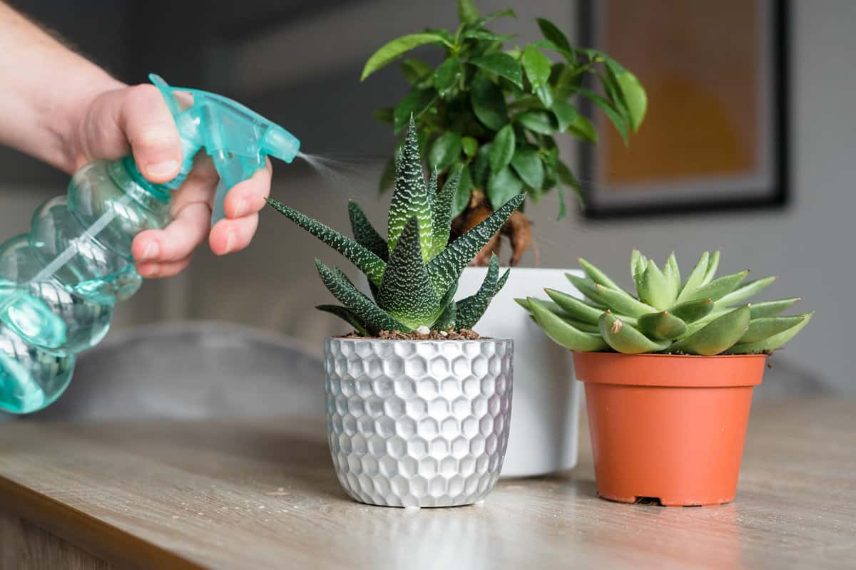 Watering succulent in the garden for proper care