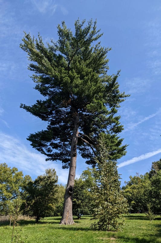 A tall white pine tree