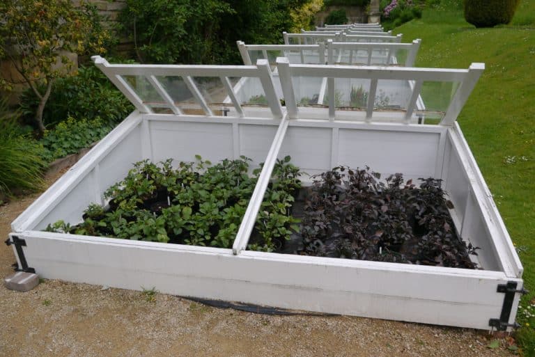 White Wooden Cold Frame Protecting Tender Young Plants From Frost