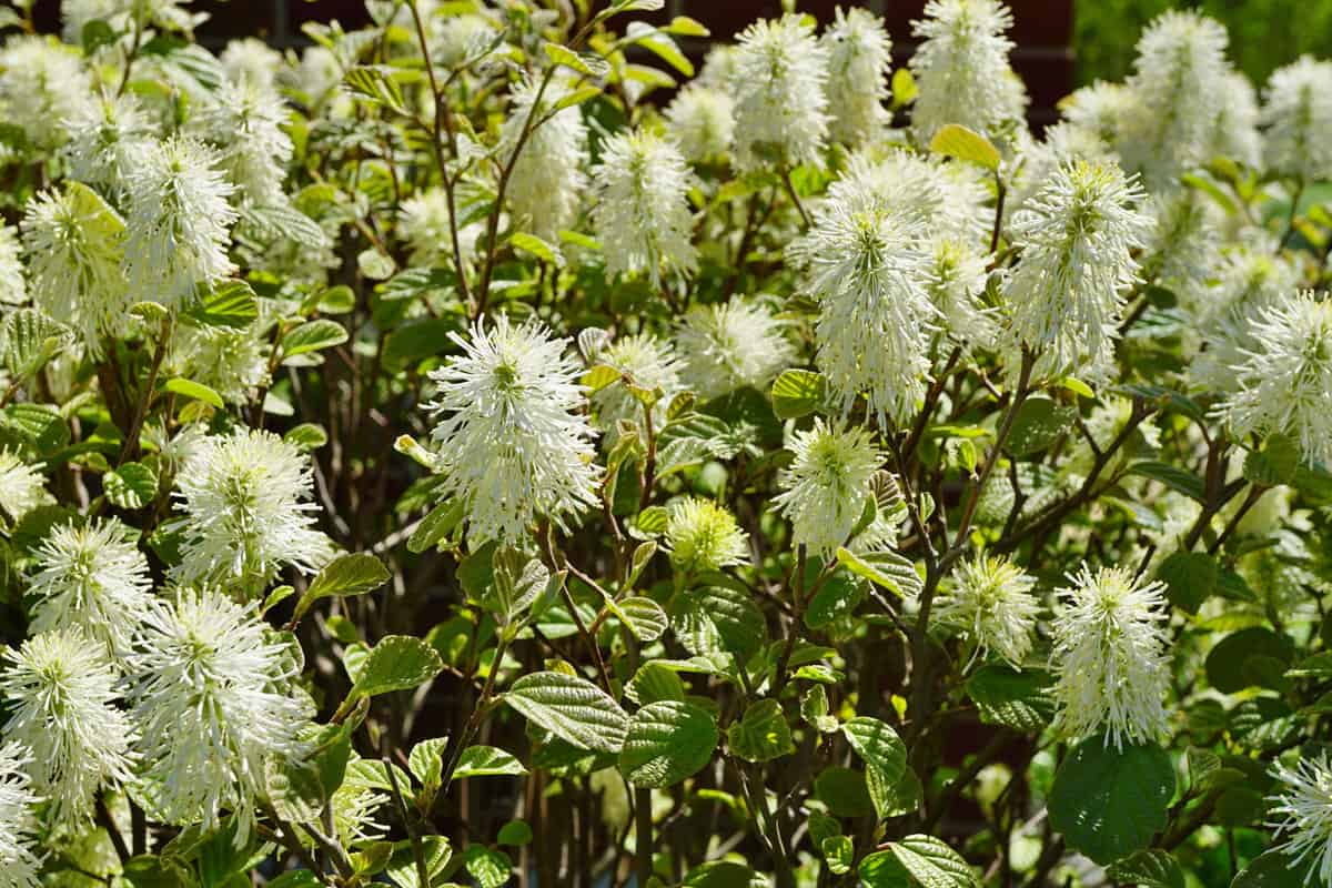White brush flowers of Witch Alder (Fothergilla Gardenii) shrub