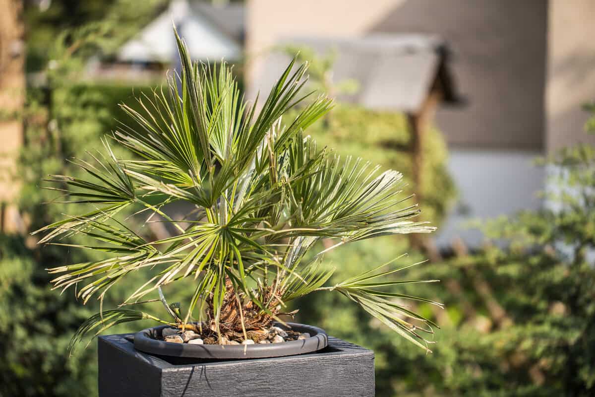 Gorgeous Windmill palm planted on a square clay pot