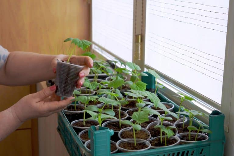 Woman holding small cucumber seedlings for indoor farming, Grow Your Own Cucumbers Indoors: Is It Possible?
