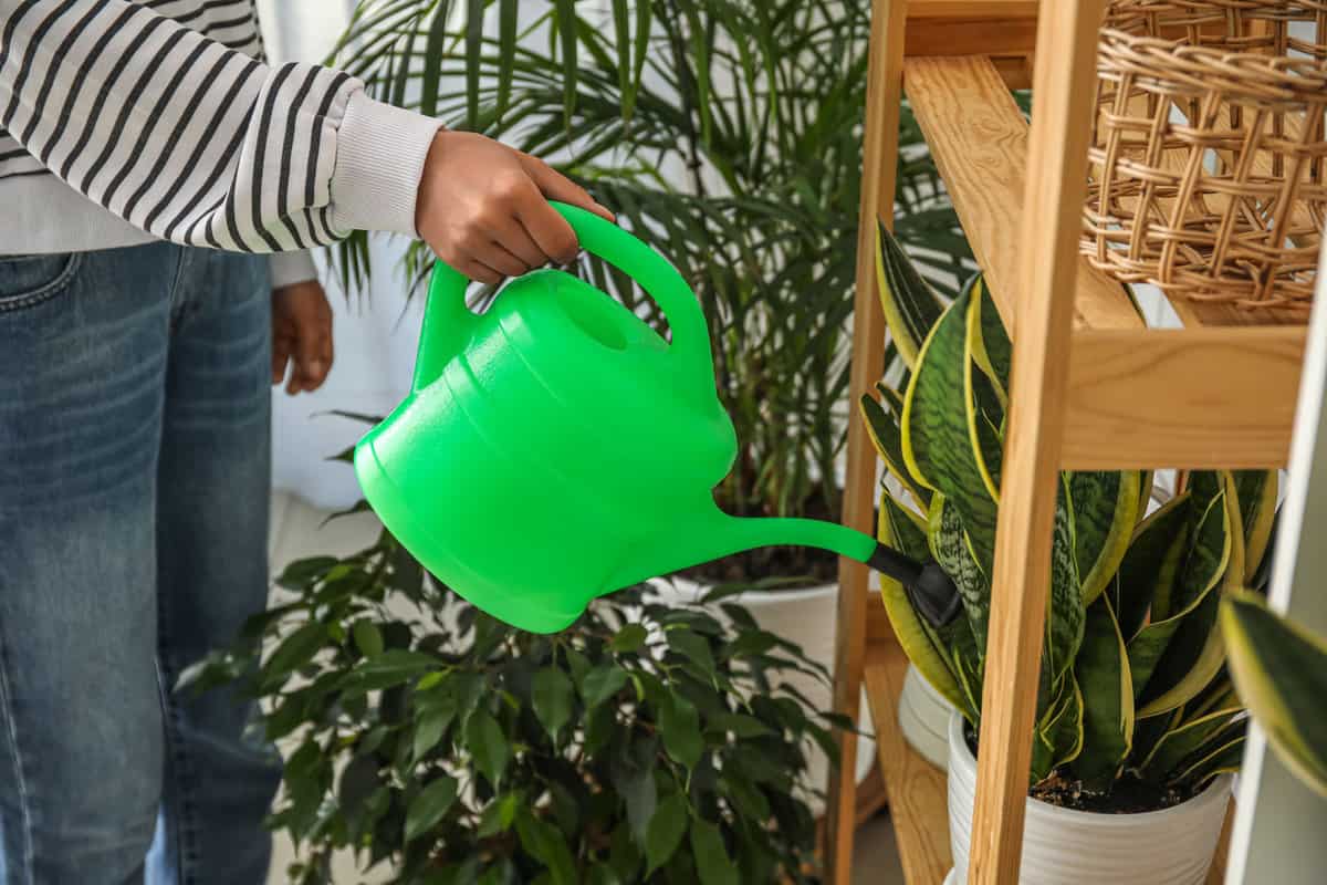 Woman watering the snake plant