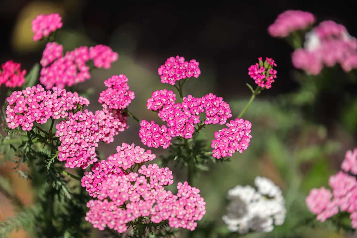 Bright pink Yarrow blooming at the garden