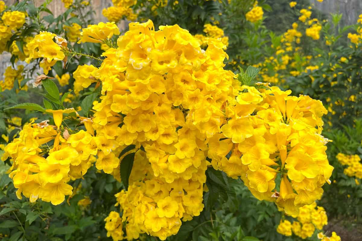 Bright Yellow Bells in the garden