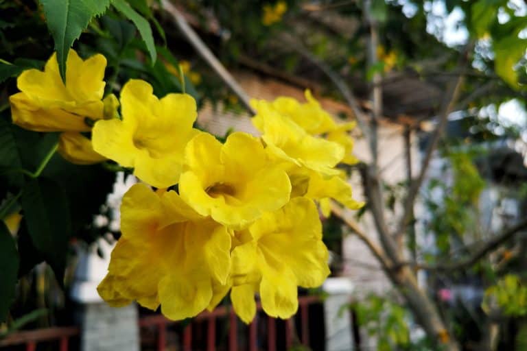 Yellow elder flower with bright yellow petals, Yellow elder flower with bright yellow petals