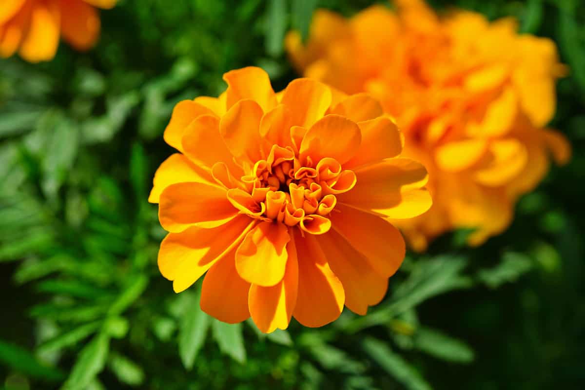 Yellow and orange marigold flowers (tagetes) in bloom