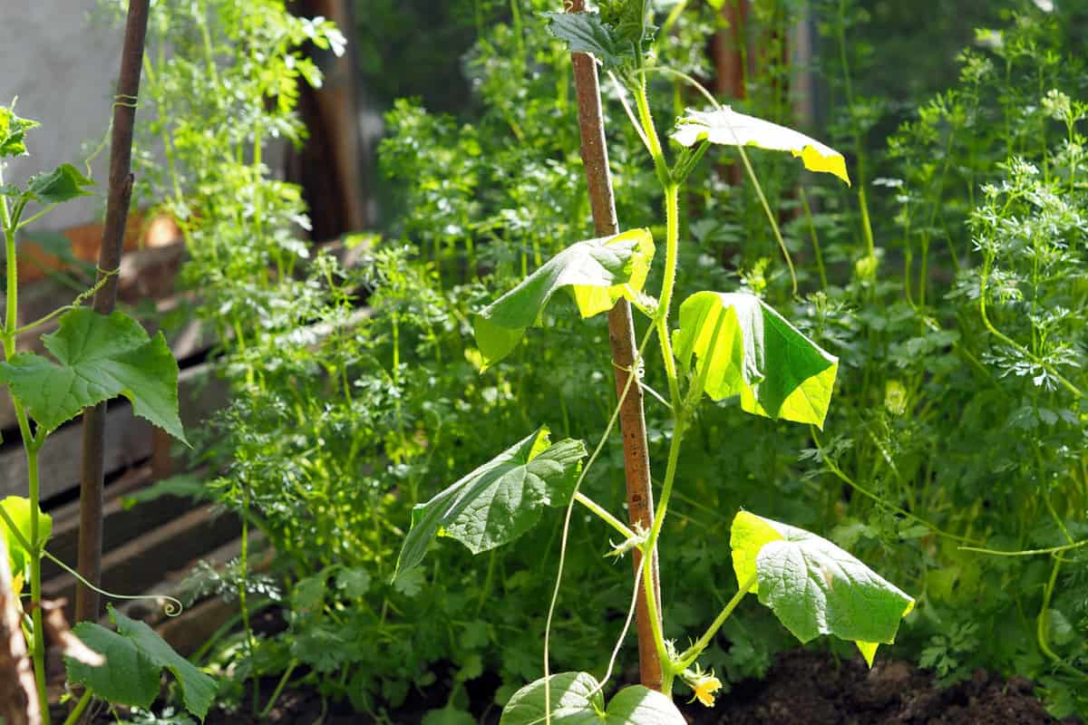 Young branches of a cucumber plant grow in a greenhouse and hold on to sticks with tendrils.