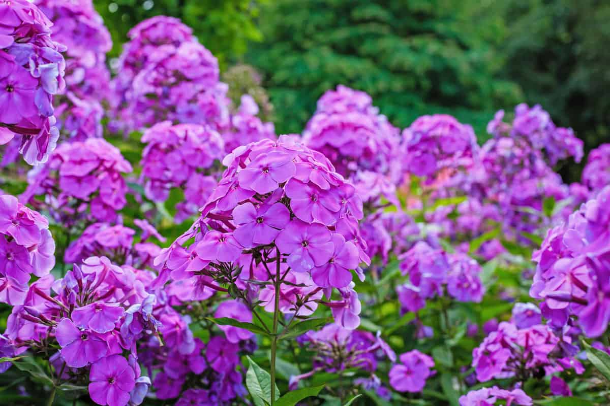 beautiful purple Phlox in the Sunny garden