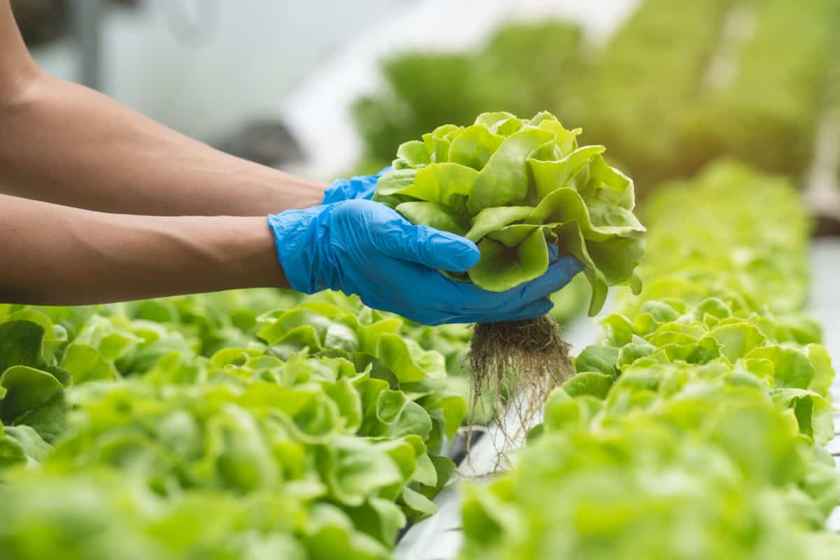 Hand harvesting a whole lettuce with roots hydroponics