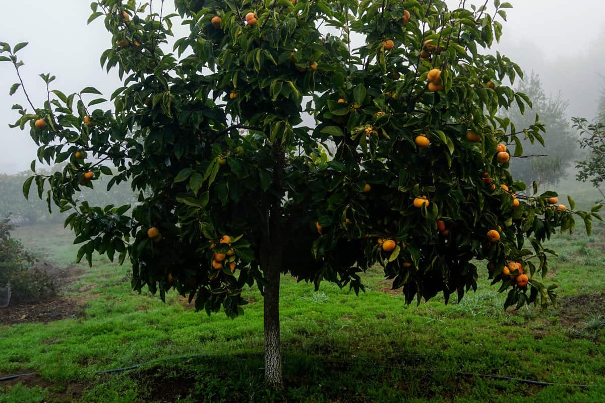 fuyu persimmon tree loaded with fruit on a foggy fall day