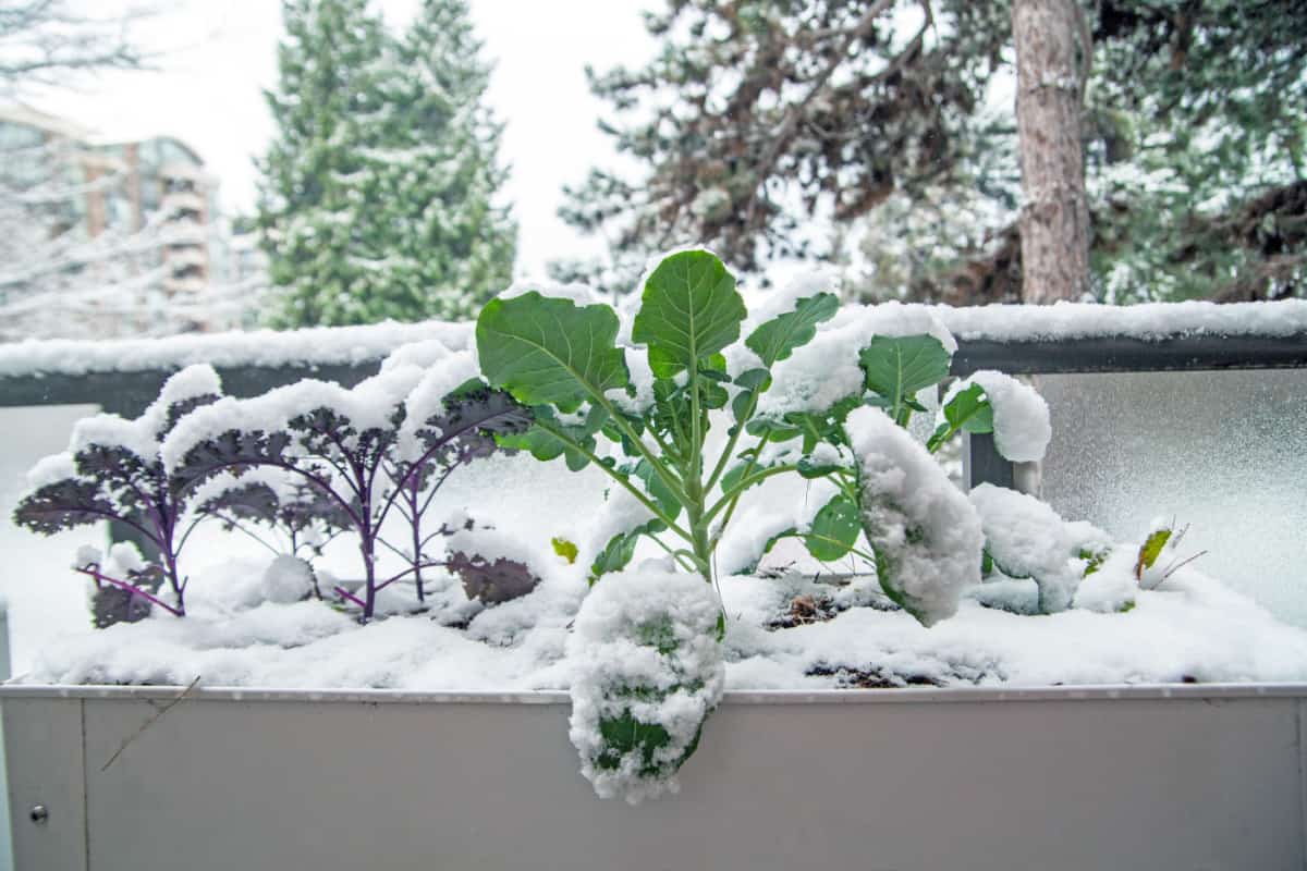 garden bed in winter with broccoli, kale and collards greens blanketed in snow