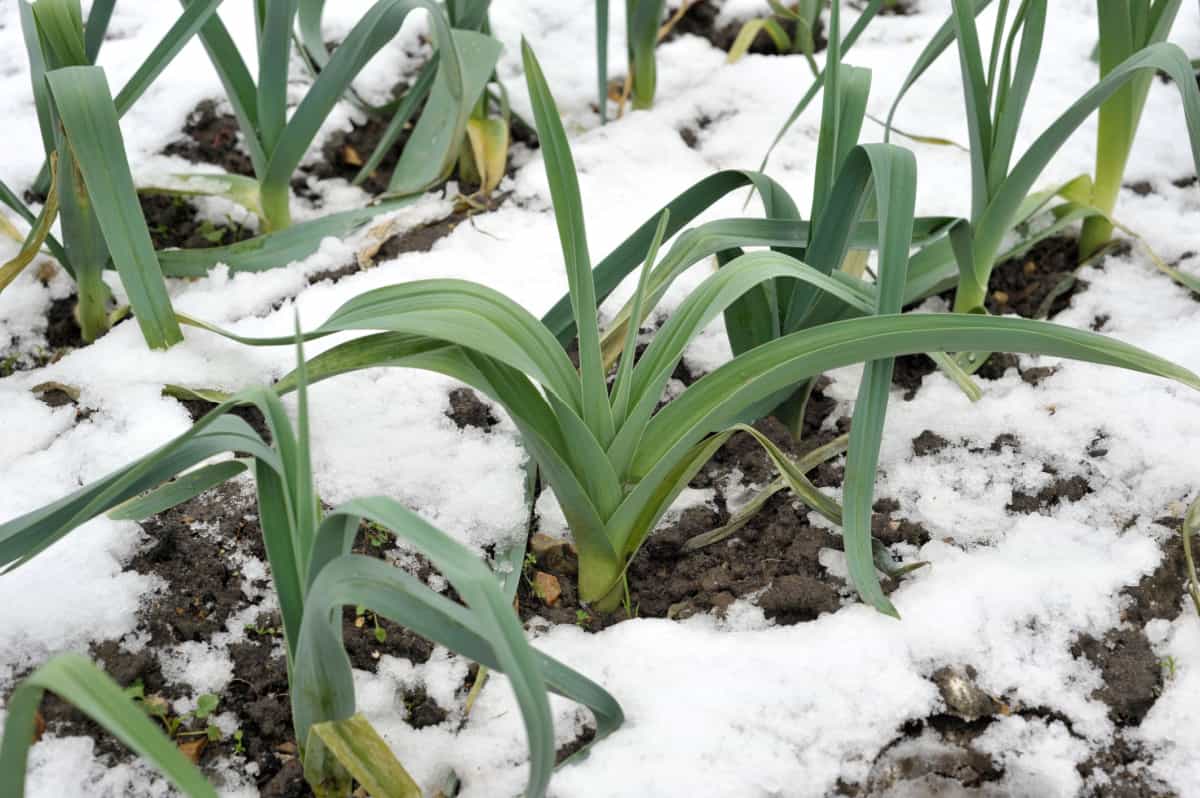 hardy winter leeks with snow on the ground