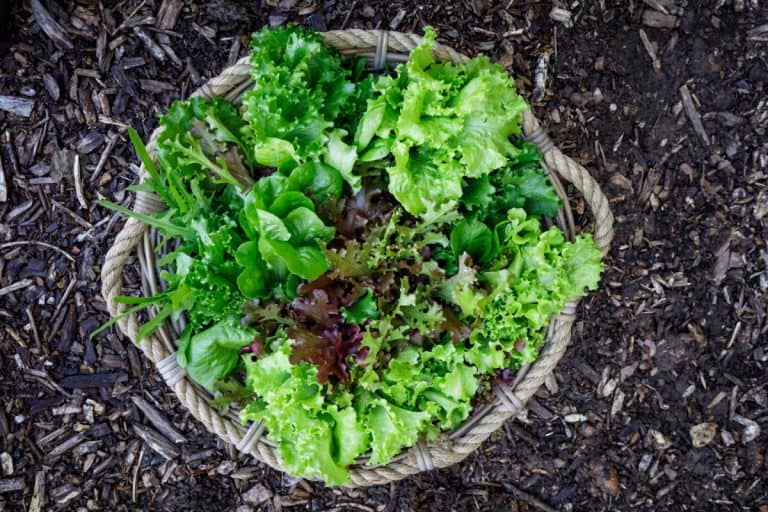 harvest basket filled with of organically homegrown lettuce and