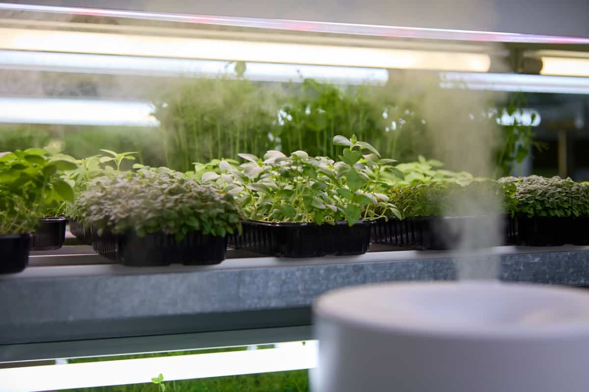 humidifier creating a  special microclimate in greenhouse for growing microgreens