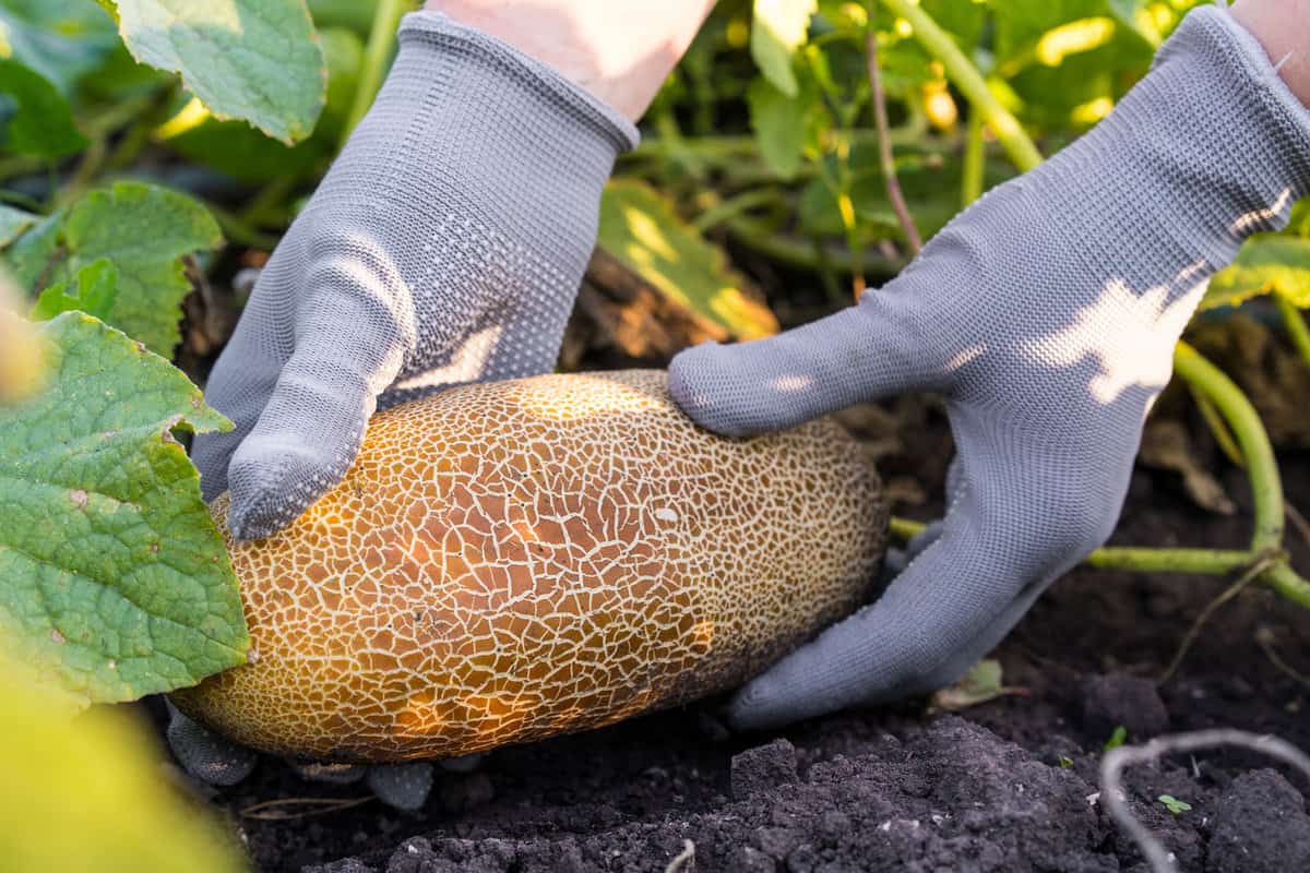 overripe cucumber in the hands of a farmer, cucumber for seeds, brown cucumber with cracked skin.