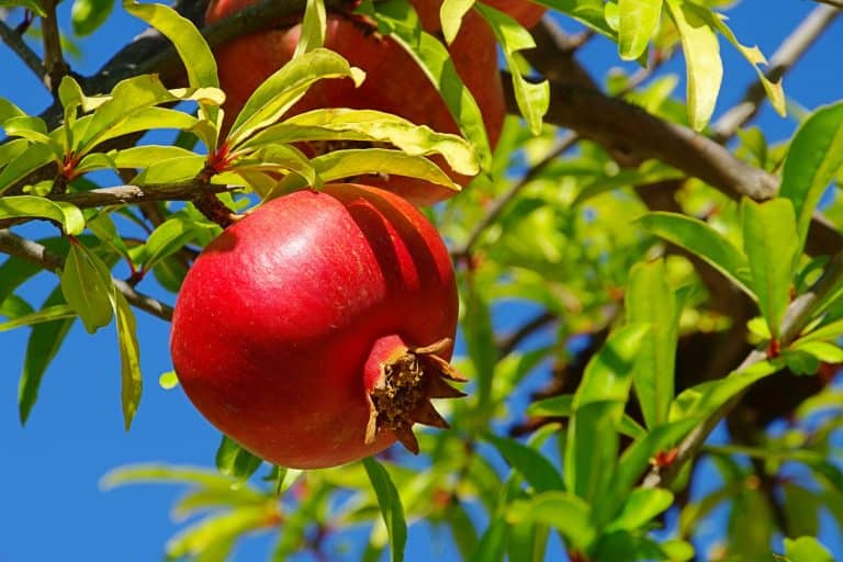 pomegranate fruit close up