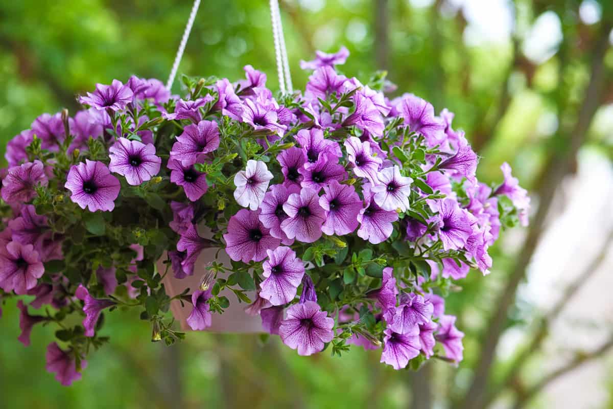 Purple petunia flowers in hanging planter