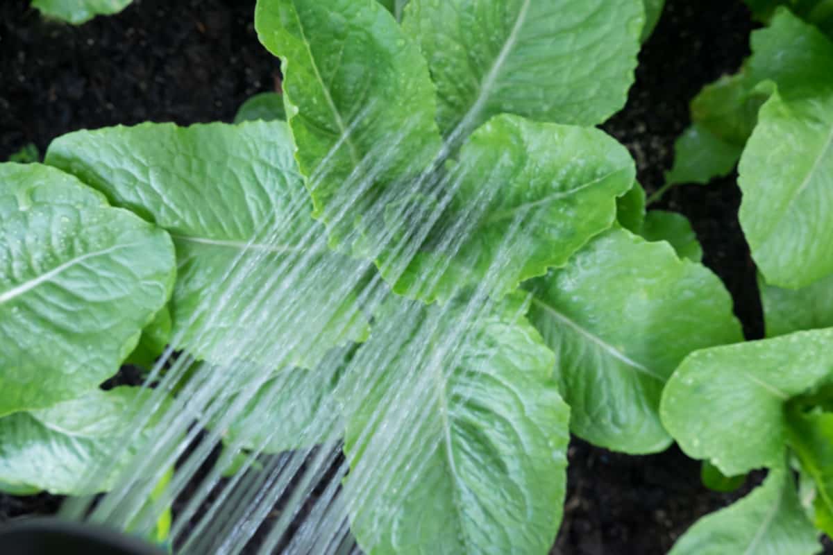 romaine lettuce sprinkled with water
