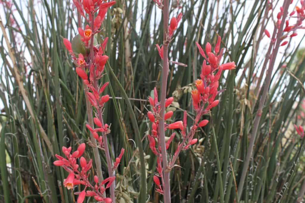 Gorgeous red Yucca plant prospering in the garden