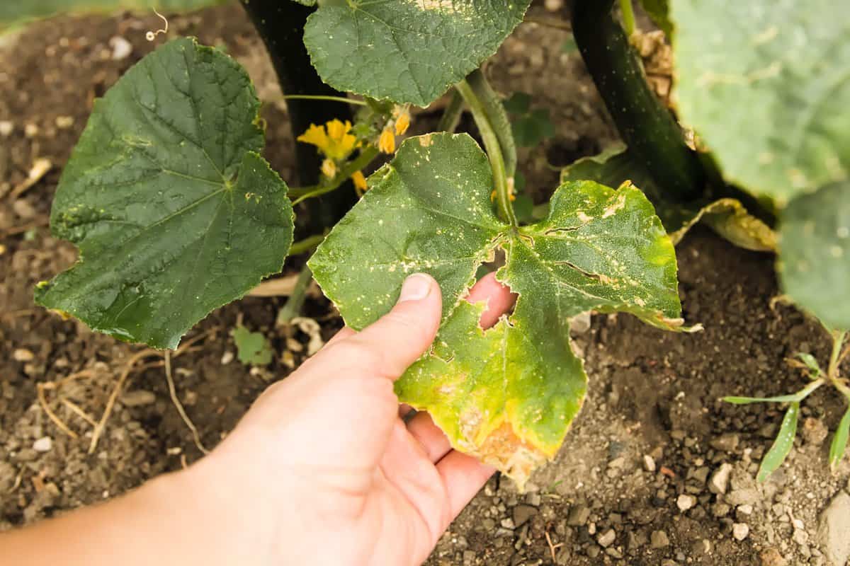 hand holding Cucumber´s Leaf affected of Plant´s Disease