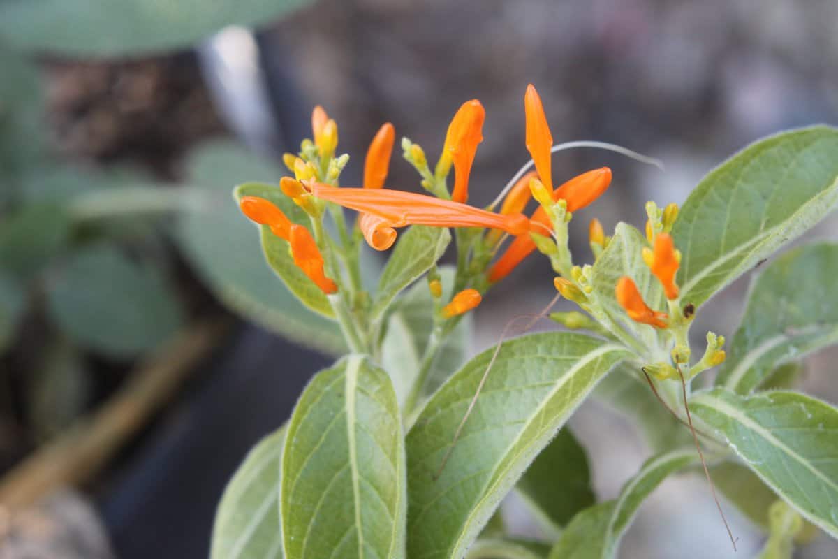 A closeup of a Mexican honeysuckle plant with green leaves and bright orange flower buds