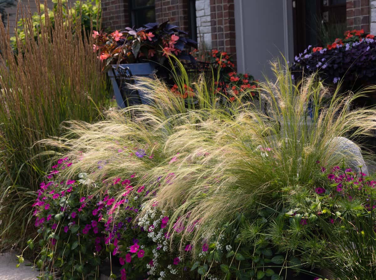A colorful grouping of garden containers incorporating fuchsia petunias and mexican feather grass