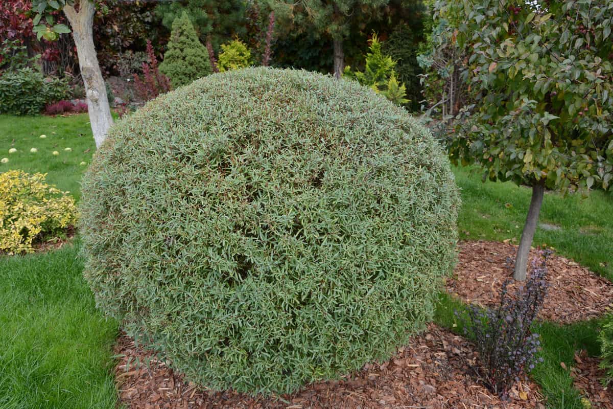 trimmed willow purple Nana (salix purpurea) in the garden. Close up. spherical haircut willow. decorative cutting of shrubs
