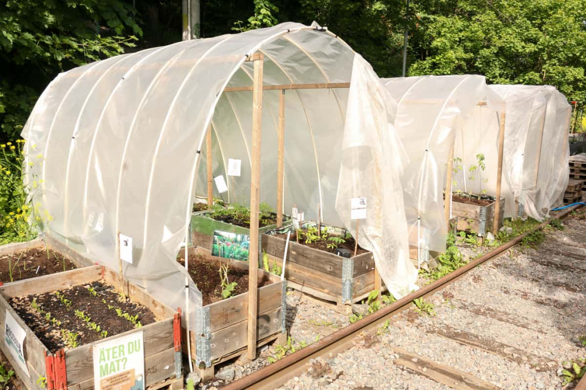 vegetable garden and greenhouse