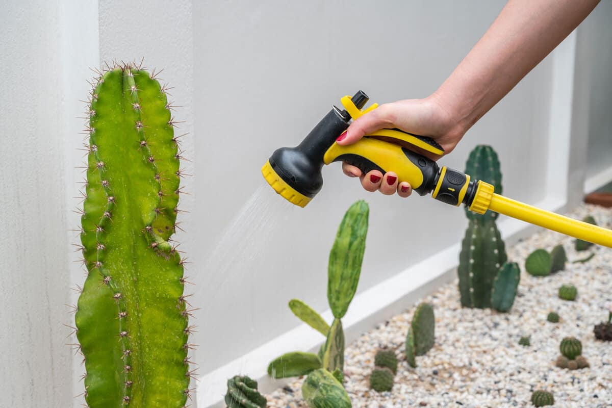 Watering cactus 