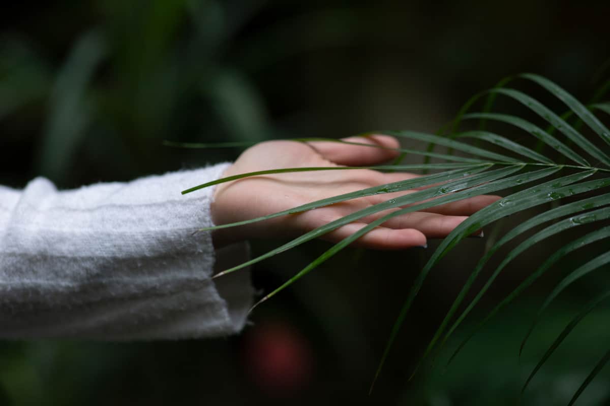 Hand touching a dark green palm frond