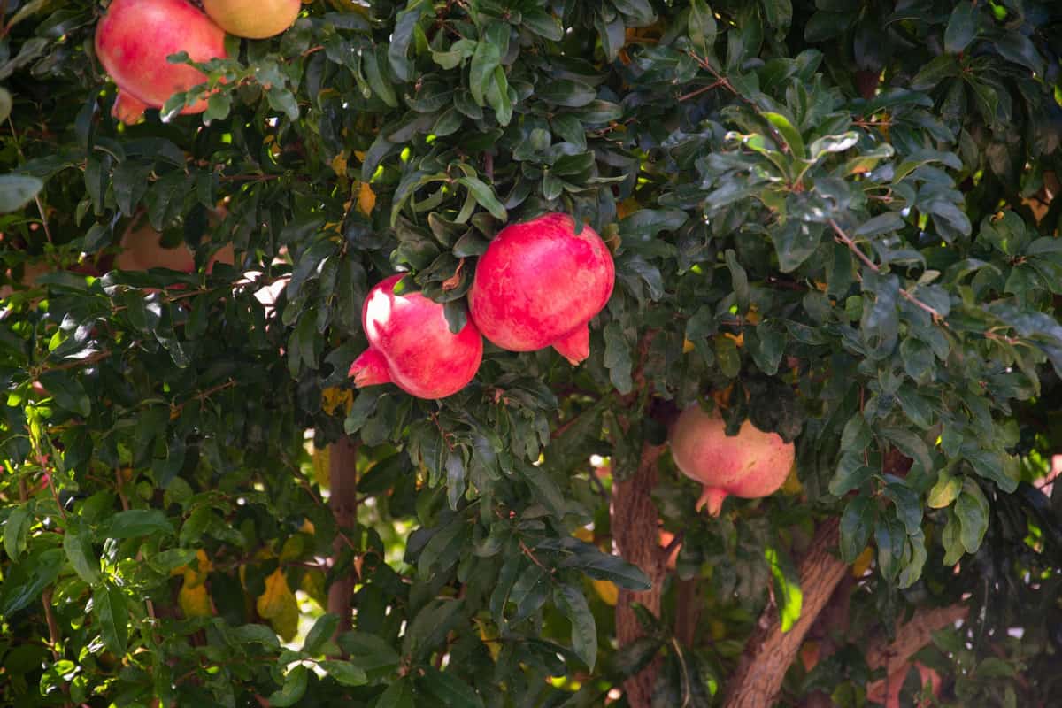 wonderful pomegranate tree photo ,