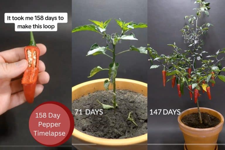 Three screenshots of a pepper plant growing: day 1, day 71, and day 147