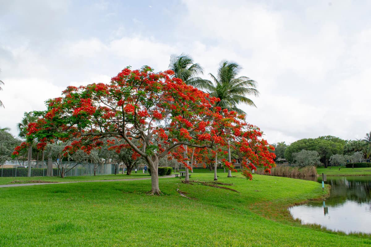 A huge and tall Royal Poinciana at a golf course