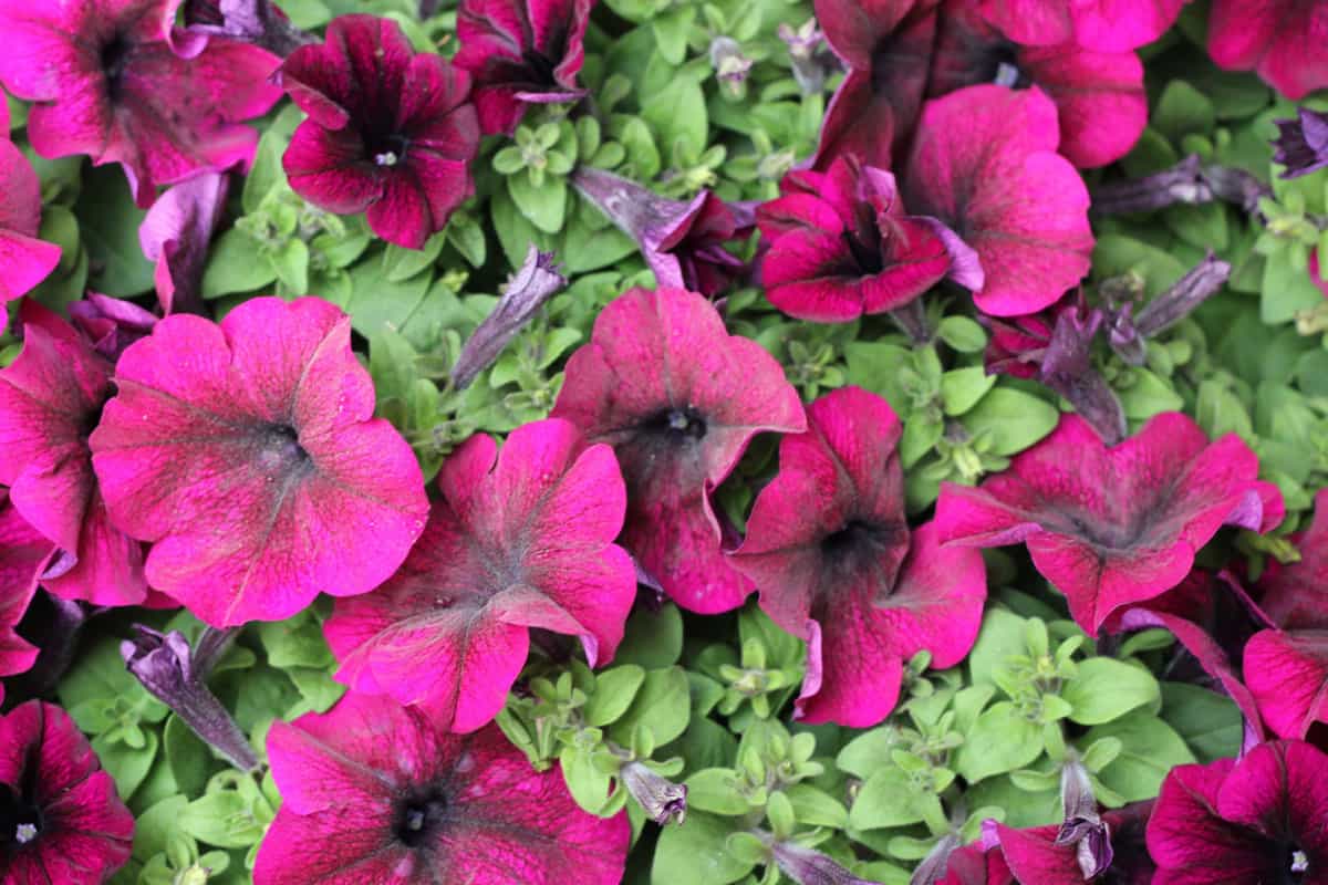A petunia bush with flowers
