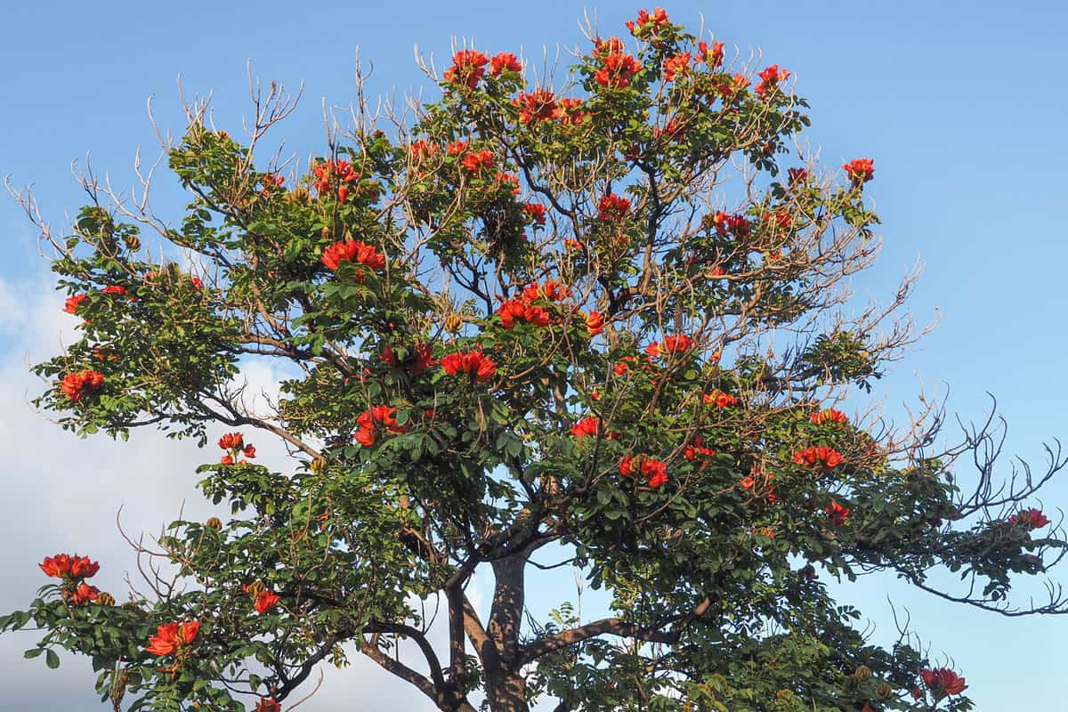 A tall African Tulip tree photographed on a sunny day
