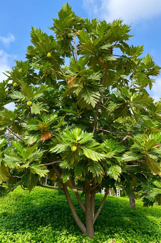 A tall breadfruit tree