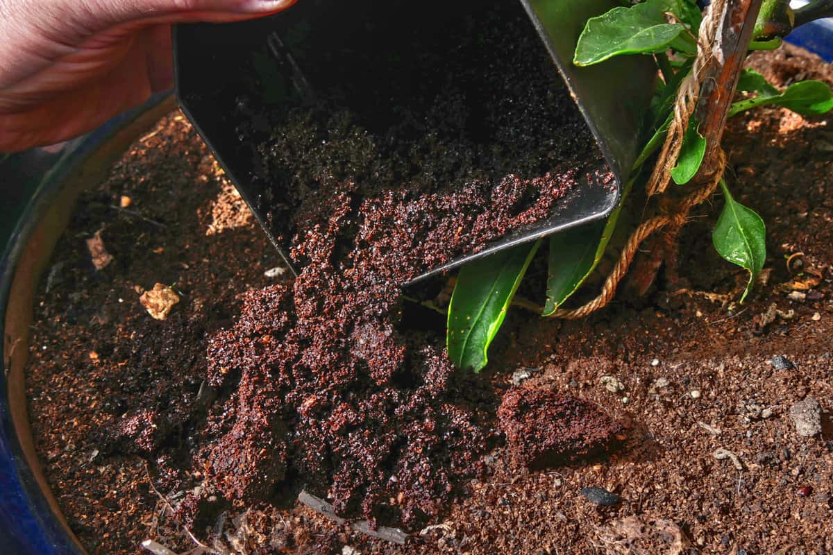 Adding coffee grounds to plant