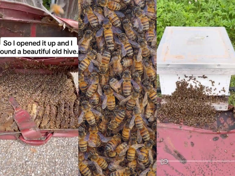 Progression of bees moving from a suitcase into a new hive