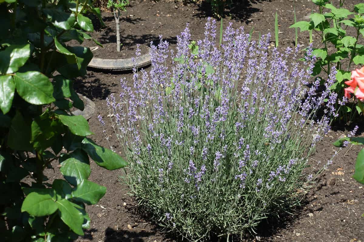 Blooming bush of English lavender in mid June