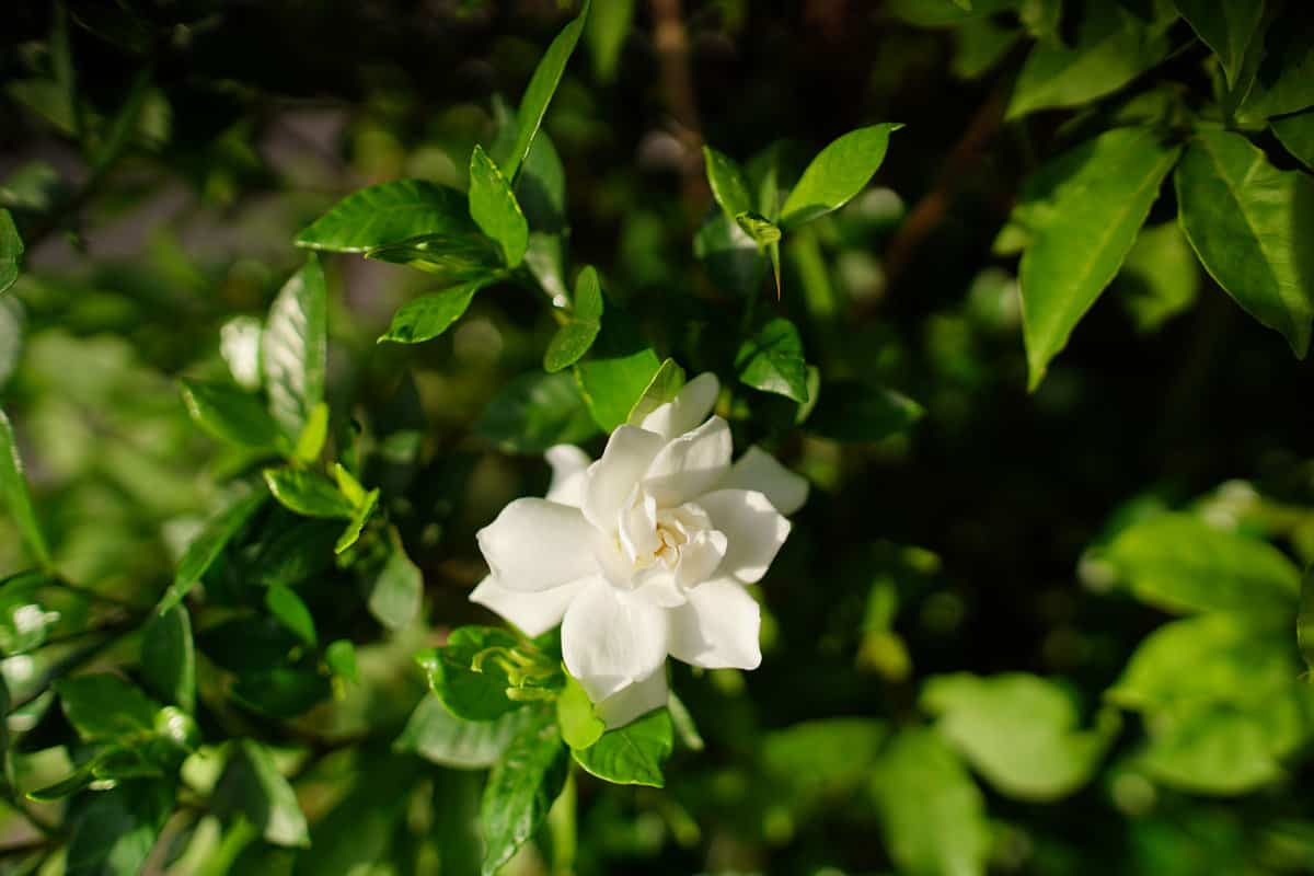 Blooming white gardenia flowers