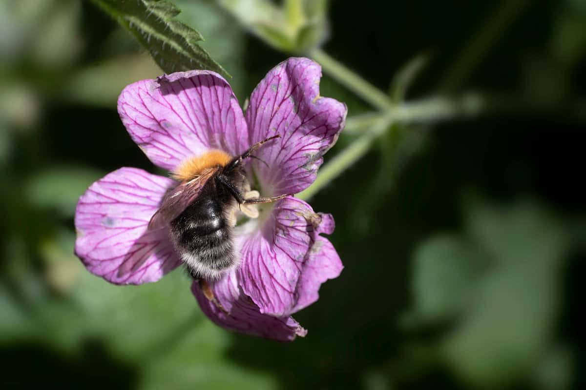 Bumblebee-collecting-nectar-and-pollinating-a-pink-Geranium-endress
