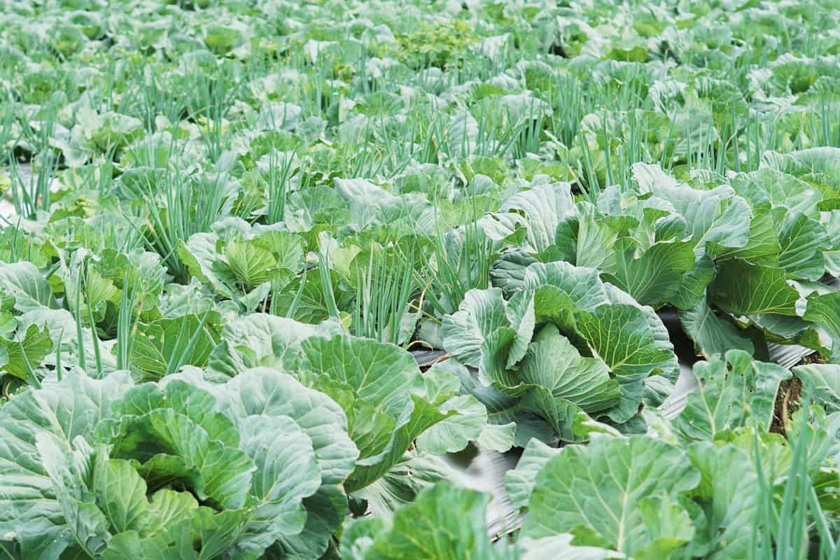 Cabbages and garlic intercropped at a field