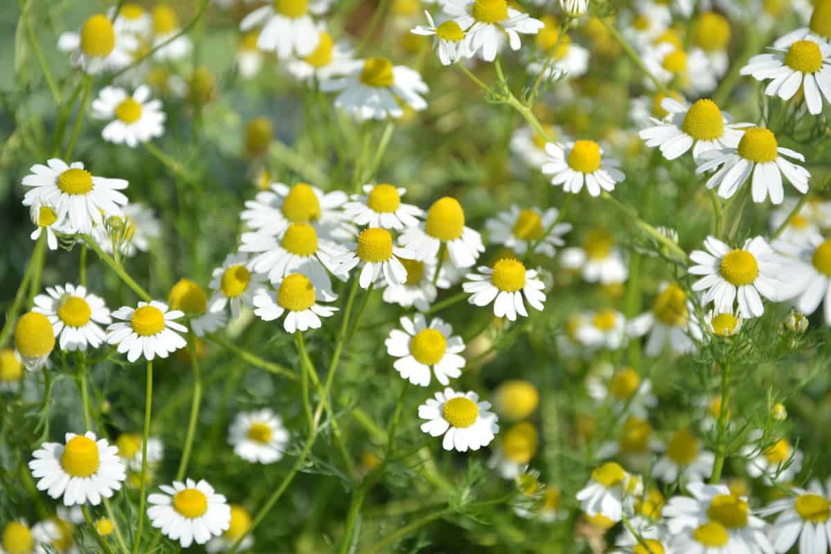 Gorgeous white leaves and yellow center of chamomile flowers